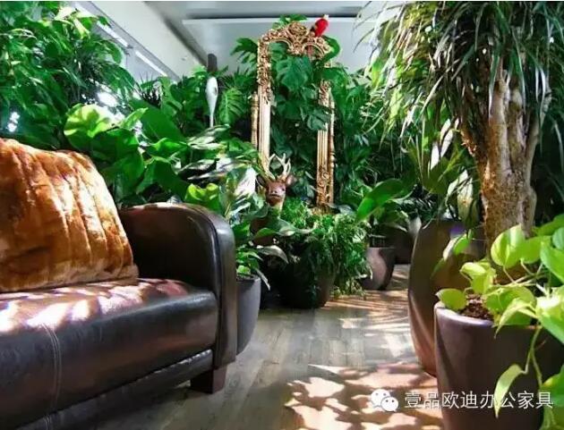 為什么辦公室里一定要養(yǎng)植物？-壹品歐迪辦公家具
